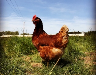 contented chicken